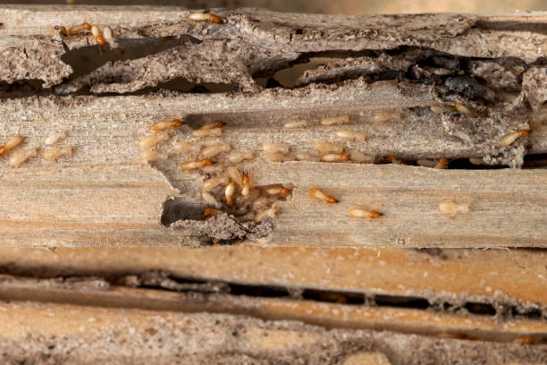 Best Pest Prevention Services  in East Merrimack, NH
