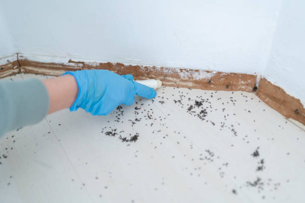 Best Best Pest Control Companies  in East Merrimack, NH