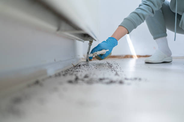 Best Mosquito Control Services  in East Merrimack, NH